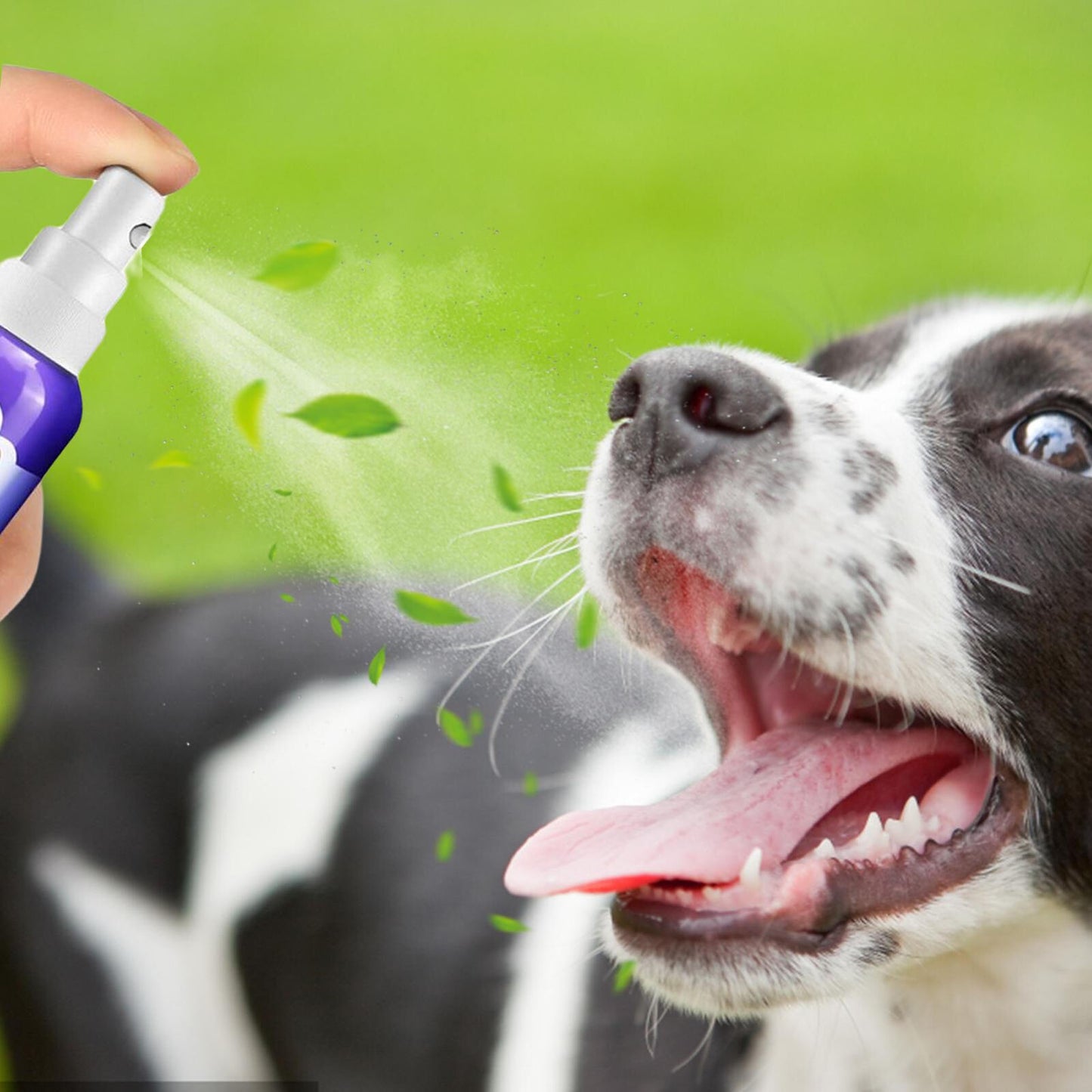 Pet Oral Care